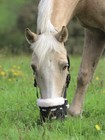 Shires Deluxe Horse Equine Fleece Lined Grazing Grass Feeding Muzzle