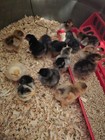 12  Large Breed Brahma Hatching Eggs - Variety Of Color