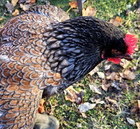 6 Npip ai Clean Blue Barnevelder Double Laced Chicken Hatching Eggs A  