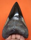 Megalodon Shark Tooth - Real Fossil - 4 77  - Shark Teeth - Megladone