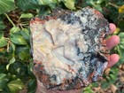       rr        Agate Replaced Arizona Petrified Wood W dendrites  3 Lb      