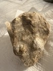 Sand Fossil 
