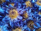 Blue Lotus Flower Nymphaea Caerulea Dried Organic Flowers Premium Egyptian Tea