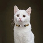 Breakaway Personalized Cat Collar Bell Engraved Name Id Tag Adjustable Kitten 