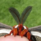 Cecropia Moth Cocoon   Pupa