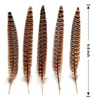 Female Ringneck Pheasant Tail Feathers 6-8 Inch Natural Craft Plume 24 Pcs