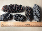 9x Australian Banksia Pods  native High Quality  