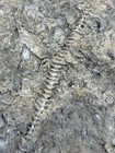Archimedes Sp  Bryozoan- Mississippian- Leitchfield Fm  - Grayson Co   Texas