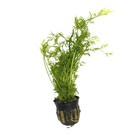 Canton Aquatics Water Sprite Indian Fern - Live Plants For Fish Tank  Live   