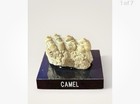 Lot Of 6 Collectible Animal Fossil Teeth Giraffe Gazelle Kangaroo