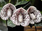Hybrid Paphiopedilum Bellatulum     Rare Spotted Lady Slipper Orchid