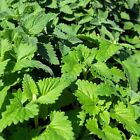 Fresh California Grown Premium Catnip 2oz - Bag  free Cat Toy Inside Every Bag 
