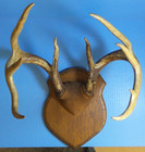 Vintage 10 Point Whitetail Deer Antlers Prof Mount Mancave Cabin Taxidermy