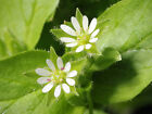 100 Chickweed Seeds - Stellaria Media - Non-gmo Medicinal And Edible Plant