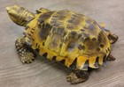 E033 Turtle Resin Lifelike Figurine Realistic Reptile Terrarium Decoration