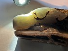 Blue Forest Petrified Wood Fossil Specimen Wyoming 