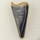 Nanotyrannus 0 80  Tyrannosaur Tooth Fossil - Hell Creek Fm  - Garfield Co   Mt