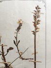 Antique Herbarium Pressed Botanical Specimen 1900s Wood Betony 15  X 10 