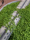 Opaque Lime Green Glass Seed Beads African Indian Trade Murano Vintage