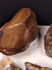 Huge Lot Of 20  Lbs Rough Oregon Jasper Mixed cabbing  Lapidary display lot   2 
