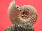 Iridescent Ammonite Fossil On Rainbow Pyrite  Volga River Saratov Russia 90 3gr