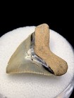 Rare  Hubbell Megalodon Shark Tooth Fossil Sharks Teeth Meg Gem Fl Meg