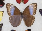 Real Framed Butterfly Collection  8