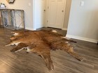 Xl Premium Brindle Brazilian Cowhide Area Rug Leather Cow Hide Skin 9 X 6 Foot