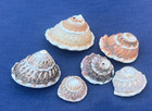 Large Pearlized Wavy Turban Seashell - 6 Shells
