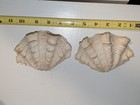 Tridacna Pale Ivory  Fluted Ruffled Giant Clam Shell Matched Pair  5 Inch