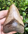 Megalodon Shark Tooth Fossil May River South Carolina Not Chubutensis 