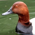 5 Pair Of New Concept Glass Tri-color Eyes For Taxidermy And Decoy Making 