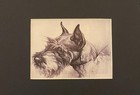 Schnauzer Matted   Framed   Ready To Gift - 1986 Vintage Dog Art Print