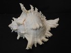 Collector Fave   chicoreus Ramosus 232 2mm 9 1 8  philippine Seashell