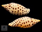 Scaphella Elizabethae Petuch   Sargent  2011     108 5 Mm
