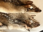 Vintage Grey Fox Pelt Lot  2  - Tanned Fur Hide With Face   Tail - Rustic Decor