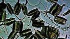 Antique Microscope Slide  Diatoms  Vulgare In Situ  By Charles Elcock 