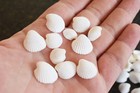 1 Lb Small White Granosa Shells 1  - 1 1 2  Beach Crafts Wedding Decor Nautical