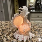 Vintage Conch Clam Shell Lamp Night Light Shell  Base Mcm Beach Sea Shell