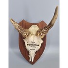 Roe Deer Taxidermy 8  Excellent Vintage Black Forest German 1959 Antler Mount