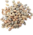 Jamalgota Croton Tiglium Jayaphala Jamalghota Whole Seeds  100  Indian Herbs