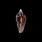 Conus Ximenes Mahogani Cone Shell 24 85mm Collection Data Old Collection