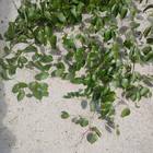 Smilax  Vines or Jackson Vines