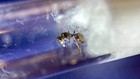 Tetramorium Immigrans Queen Ant Colony With Eggs