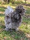 Silkie Fertile Hatching Eggs - 6 Count - Color Variety  Frizzle  Bearded  Splash