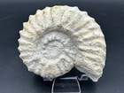 Very Nice 5    Texas Cretaceous Dinosaur Age Fossil Mortoniceras Ammonite  Weno