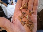 8 Bakersfield Fossil Shark Tooth Sharktooth Hill Teeth