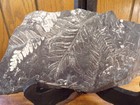 Museum Quality   Carboniforous Fossil Fern   10  X 4 