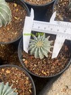 3 5-4cm Succulent Cactus Plant Geohintonia Mexicana Cactaceae Garden Plants