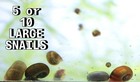 Large Adult Ramshorn Snails   Live Freshwater Aquarium Algae Eaters   Tank Bred
